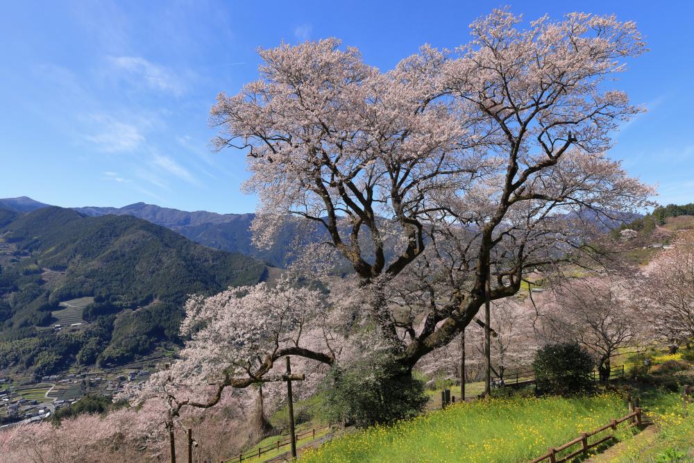 ＊期間・平日限定＊ 花桃とひょうたん桜 春らんまん コース【ガイド＆昼食なし 5.5時間】
