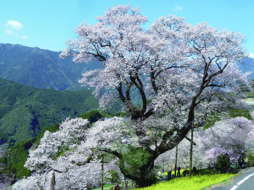 吾川のひょうたん桜