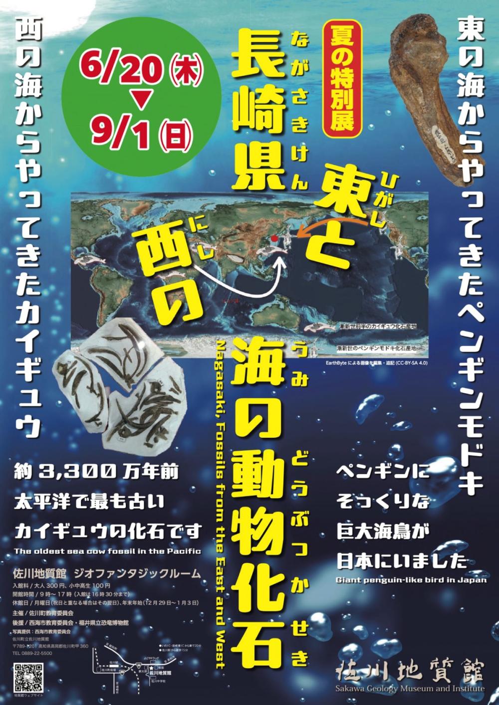 夏の特別展「長崎県 東と西の海の動物化石」