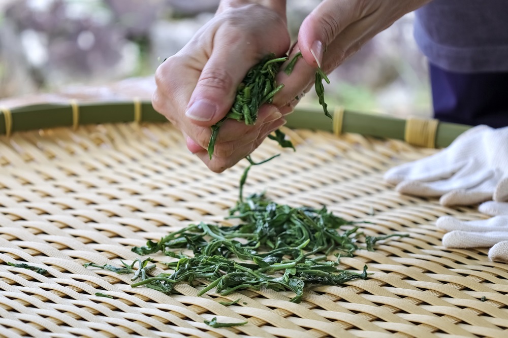  茶摘みと手もみ体験～自分で作ったお茶のお土産付き〜