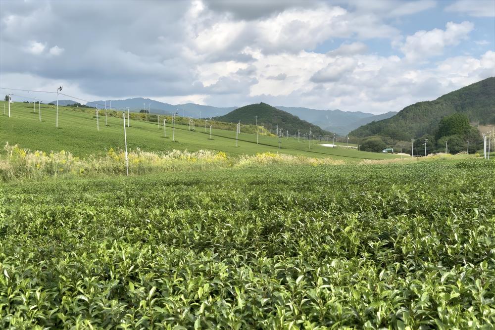  お茶のブレンド体験