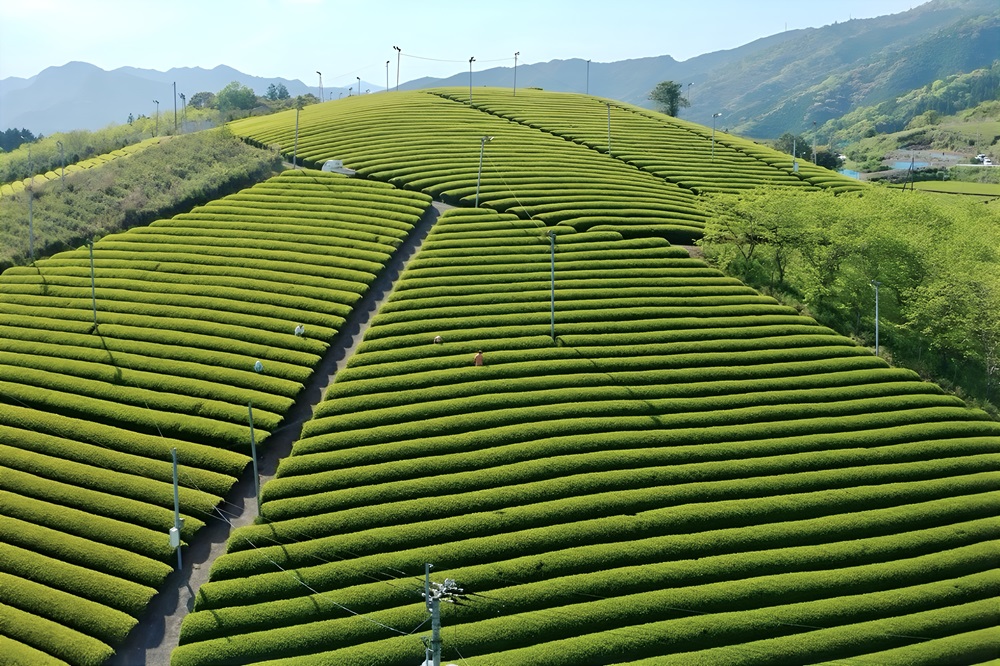  茶罐製作 & 焙煎體驗