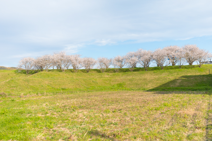  用石の桜