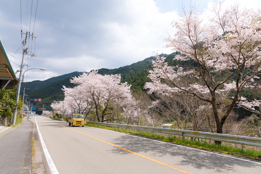 National Highway 194 and Cherry blossoms《Up line/Ino-cho Shimoyakawa~Ino-cho Kiyomizushimobun》