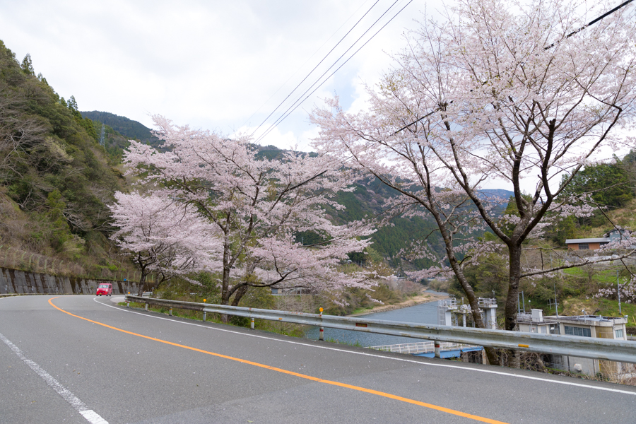 National Highway 194 and Cherry blossoms《Up line/Ino-cho Shimoyakawa~Ino-cho Kiyomizushimobun》