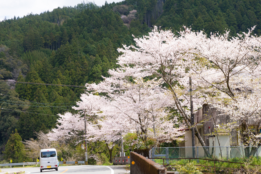  National Highway 194 and Cherry blossoms《Up line/Ino-cho Shimoyakawa~Ino-cho Kiyomizushimobun》