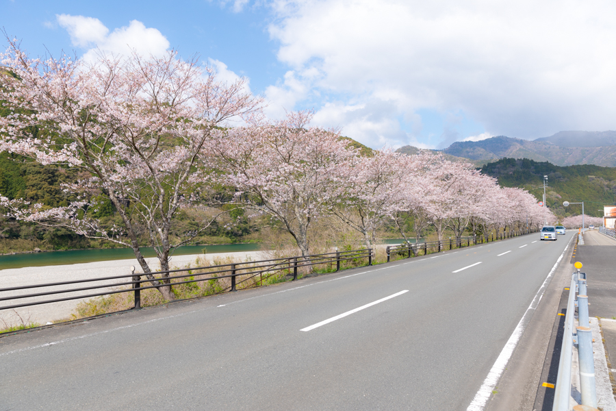 National Highway 194 and Cherry blossoms《Up line/Ino-cho Kada~Ino-cho Shimoyakawa》