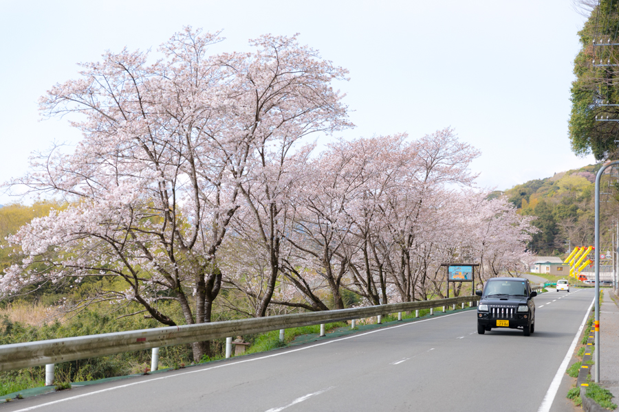  National Highway 194 and Cherry blossoms《Up line/Ino-cho Kada~Ino-cho Shimoyakawa》