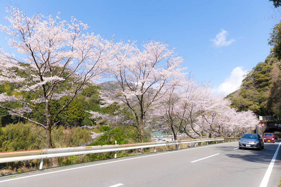  National Highway 194 and Cherry blossoms《Up line/Ino-cho Kada~Ino-cho Shimoyakawa》