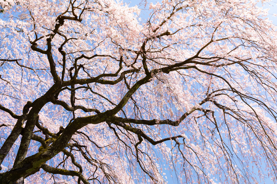  中越家のしだれ桜