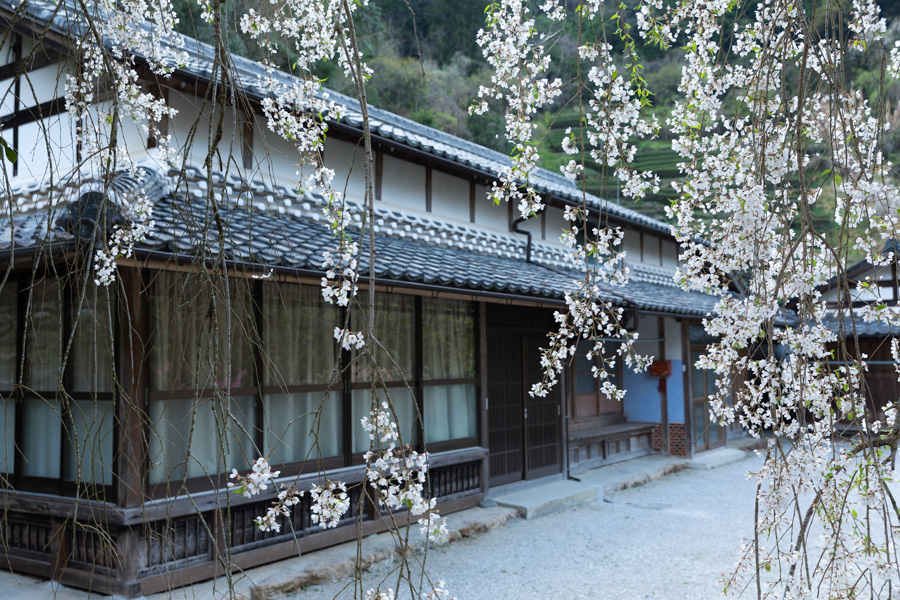 市川家のしだれ桜 観光スポット 一般社団法人 仁淀ブルー観光協議会