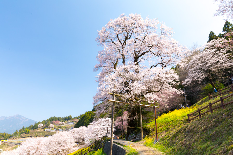  The Hyotan cherry tree