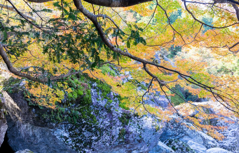  岩屋川渓谷《紅葉》