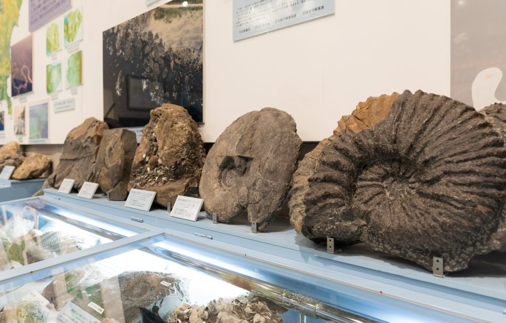 佐川町立佐川地质博物馆  The Sakawa Geology Museum