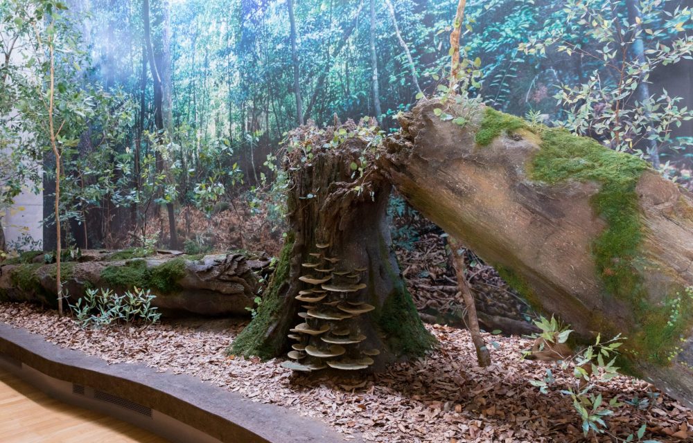  越知町立横倉山自然の森博物館