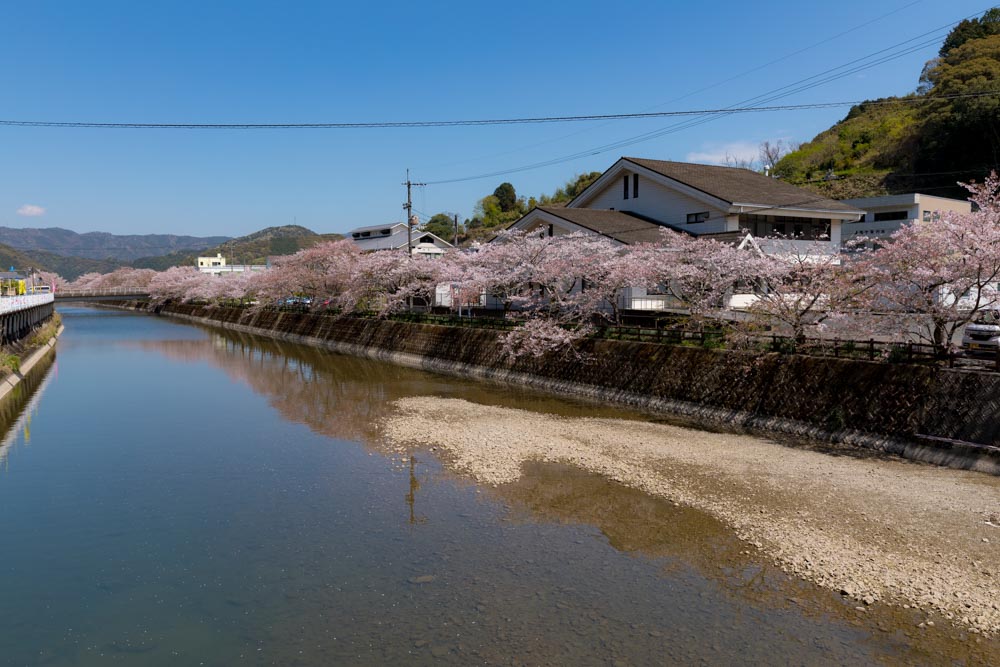 A row of cherry blossom trees in front of Sakawa Town Office
