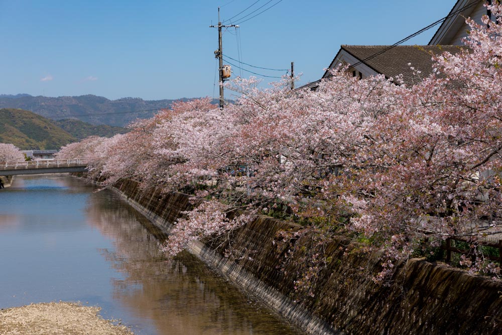  A row of cherry blossom trees in front of Sakawa Town Office