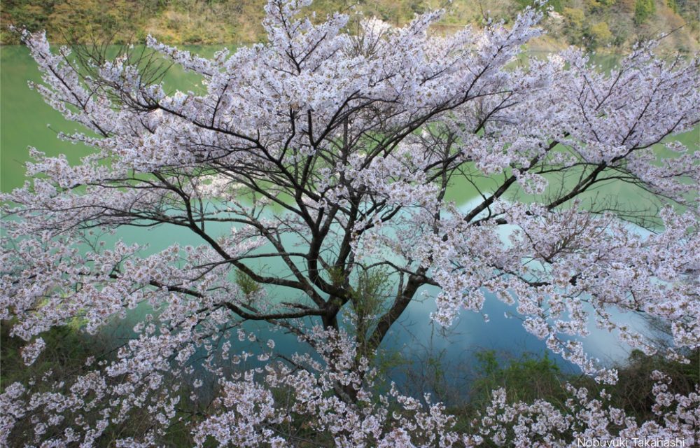  大渡ダムと桜