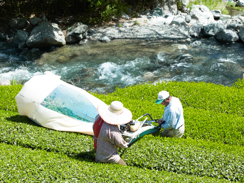  池川の茶畑