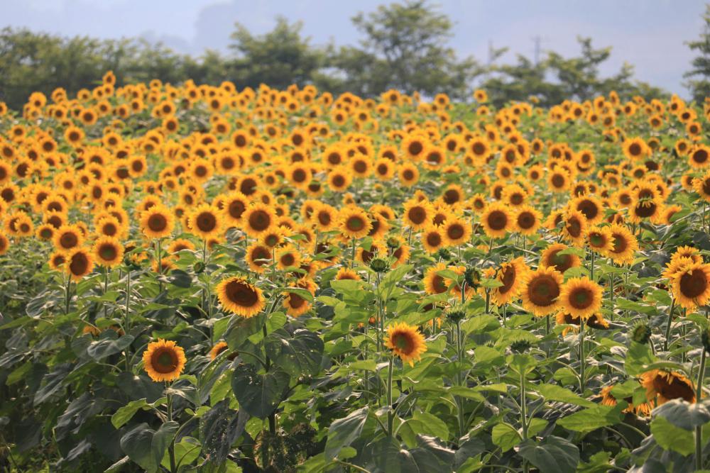まぶしく輝く大輪の出間早咲きひまわりと仁淀ブルーの聖地 にこ淵(6月27日)