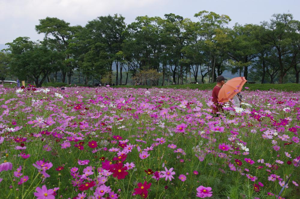 越知町コスモスの絨毯と日本の原風景仁淀川を訪ねる（10月10日）