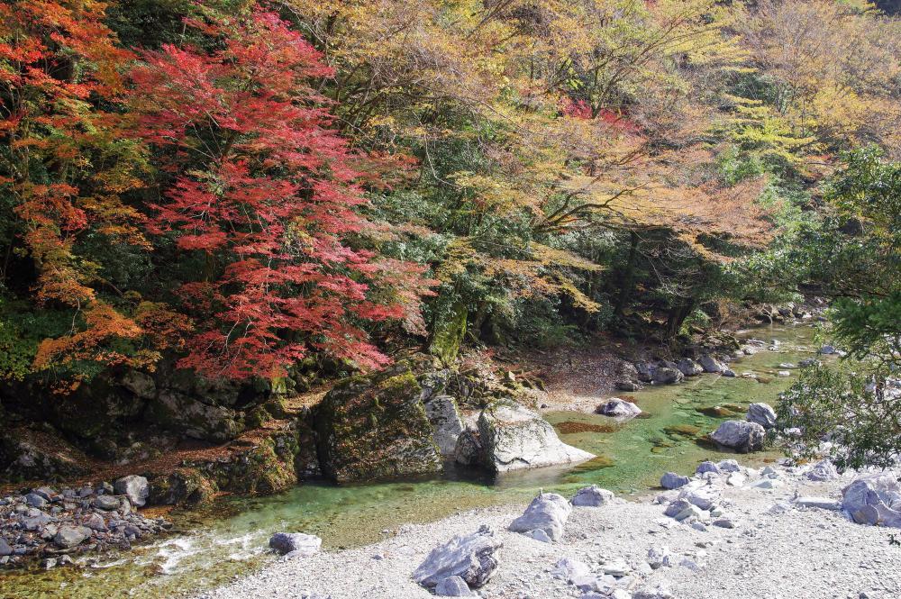 四国八十八景 安居 中津渓谷絶景の二大紅葉 11月18日 水 旅行ツアー 一般社団法人 仁淀ブルー観光協議会