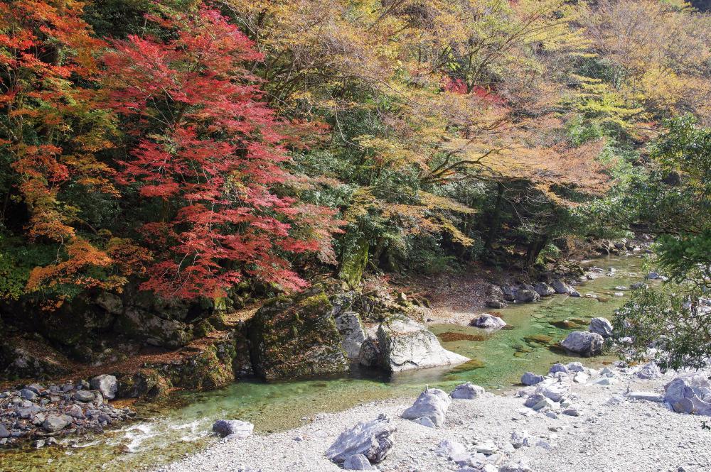 四国八十八景「安居&中津渓谷絶景の二大紅葉」11月21日(土)