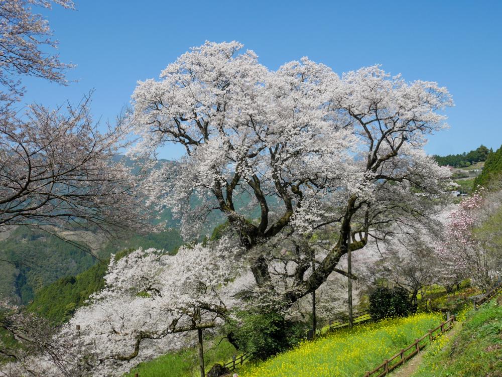 ひょうたん桜