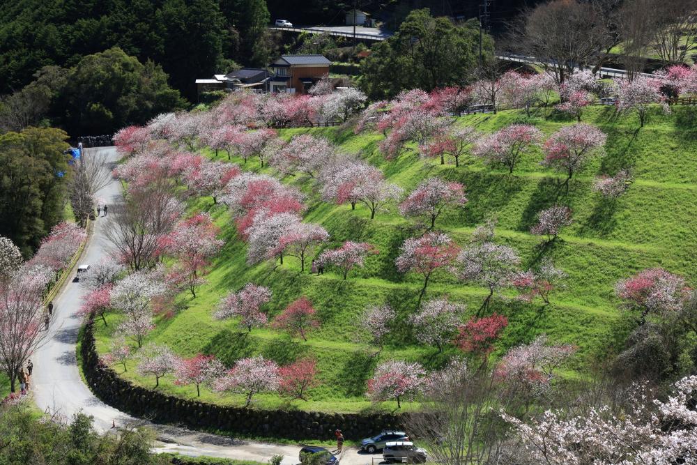 引地橋の花桃